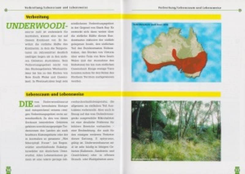 Preview: Der Australische Dickschwanzgecko